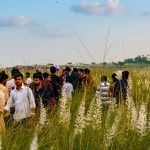 অসচেতনতায় ধ্বংসের মুখে সদরপুরের পদ্মার চরের কাশবন, হারিয়ে যাচ্ছে সৌন্দর্য